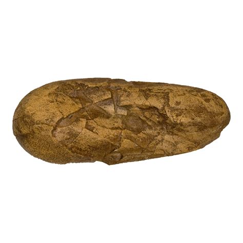 duo oviraptor egg sale fossil|Oviraptor egg .